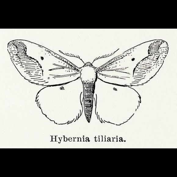 8 Framed Butterfly Prints - Picture 6 of 9